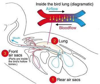 The amazing bind lung